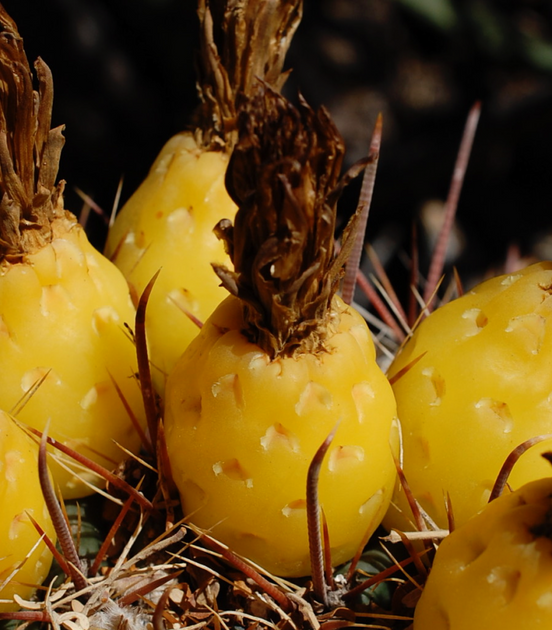 fish-hook barrel cactus fruit - 2016-02 Picacho Peak
